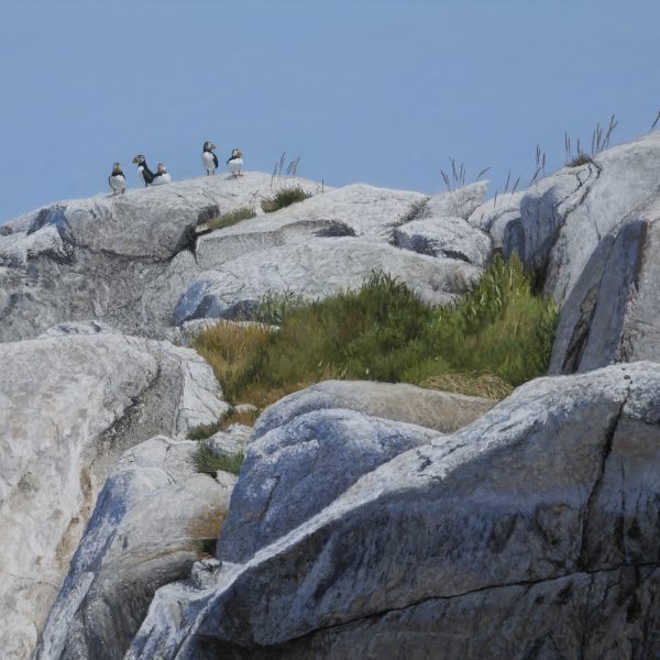 Puffins on the Rocks