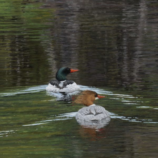 Spring Mergansers