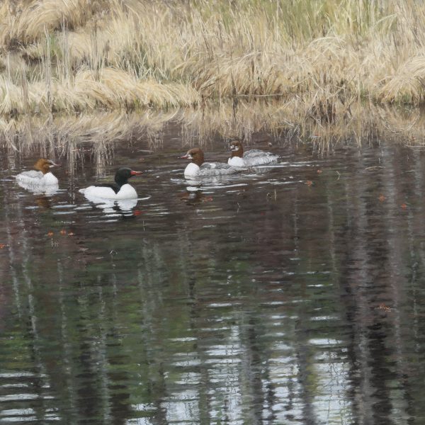 Common Mergansers in Spring