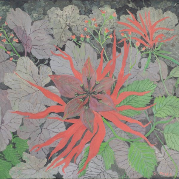 Monarda - Bee Balm