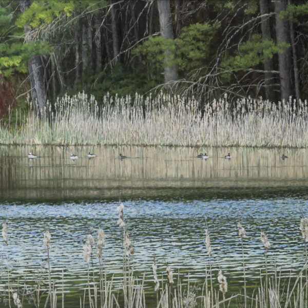 Buffleheads in Spring