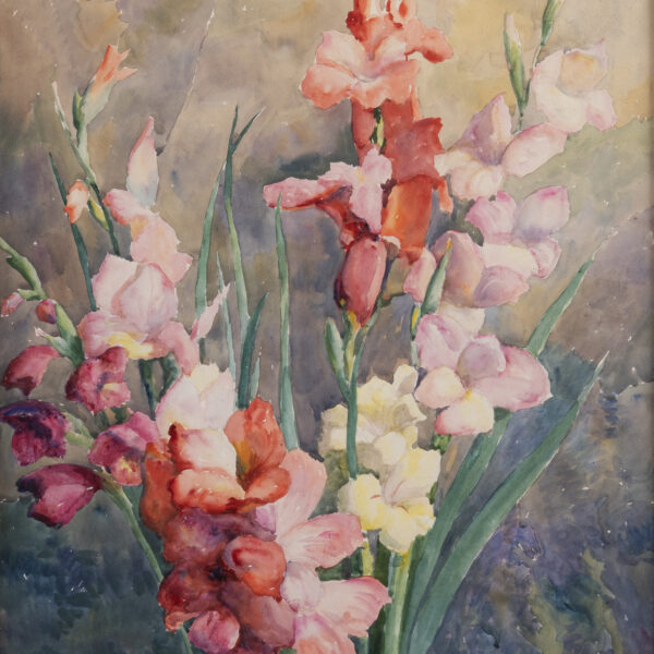 Gladiolus