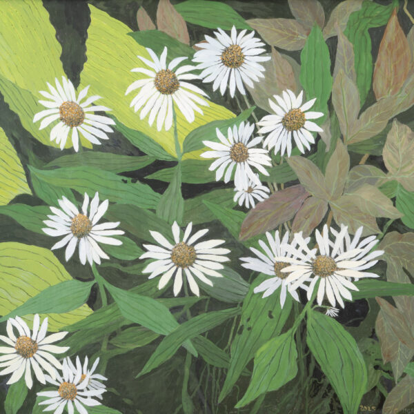 White Echinacea