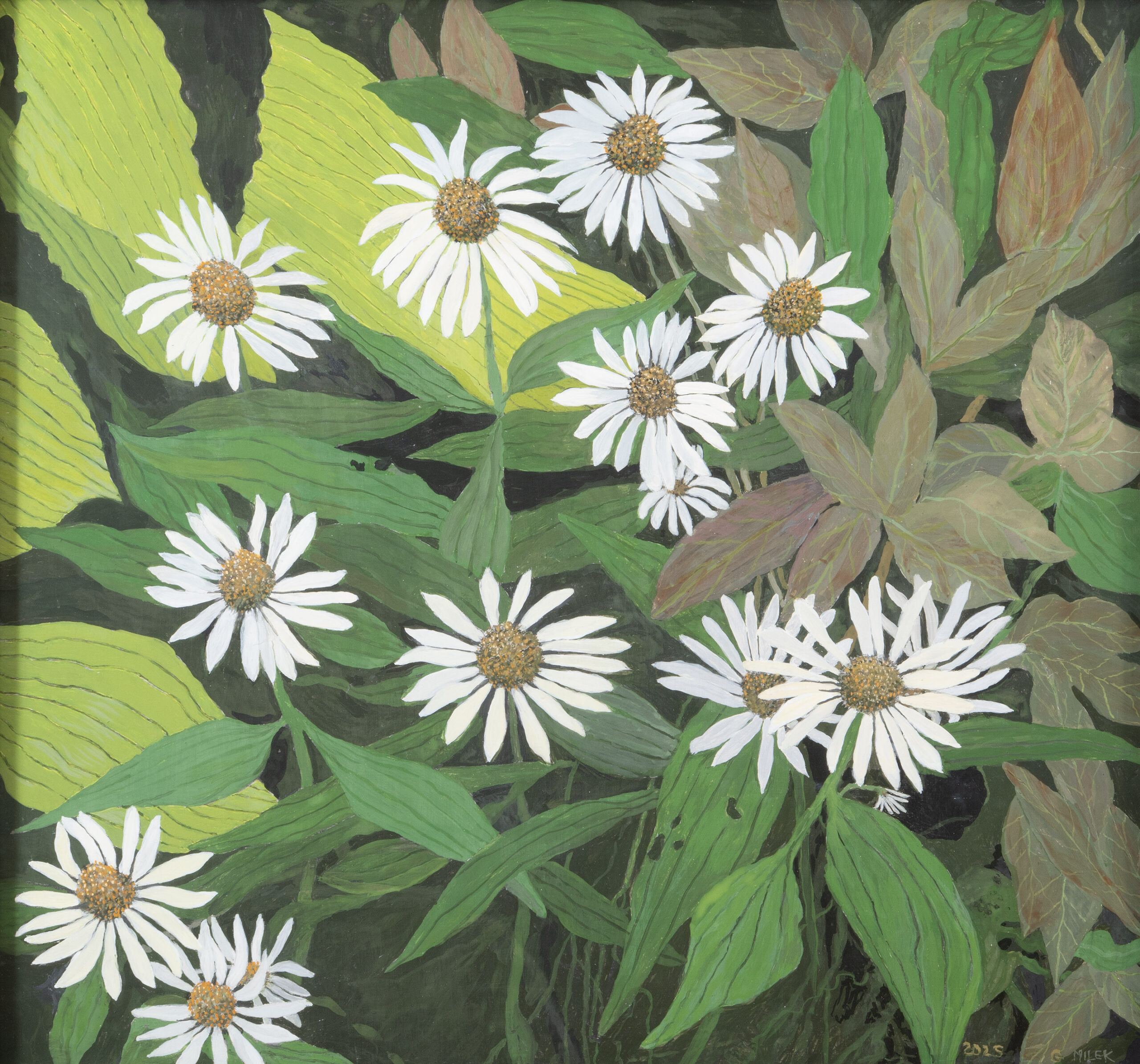 White Echinacea