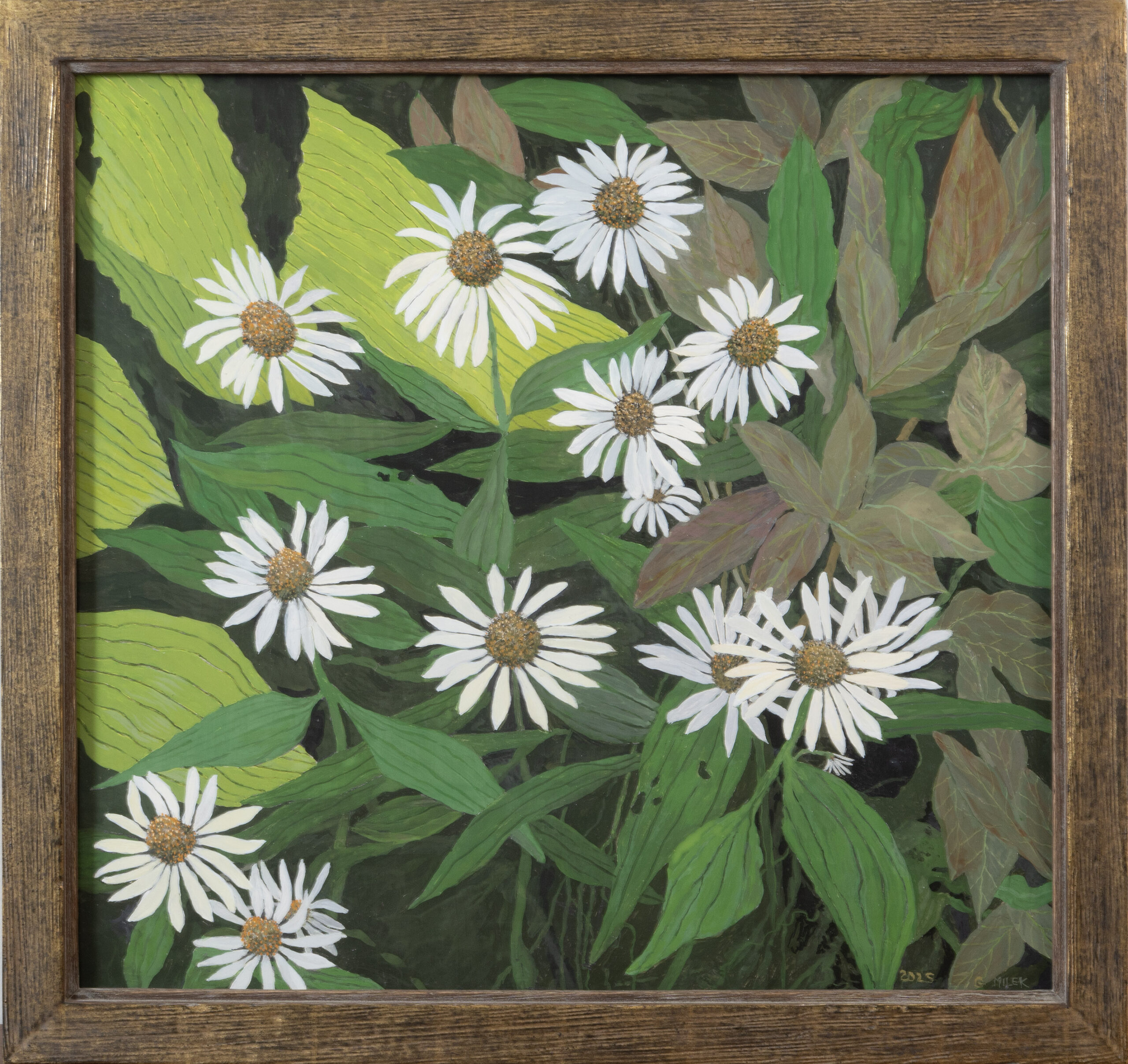 White Echinacea - Image 2