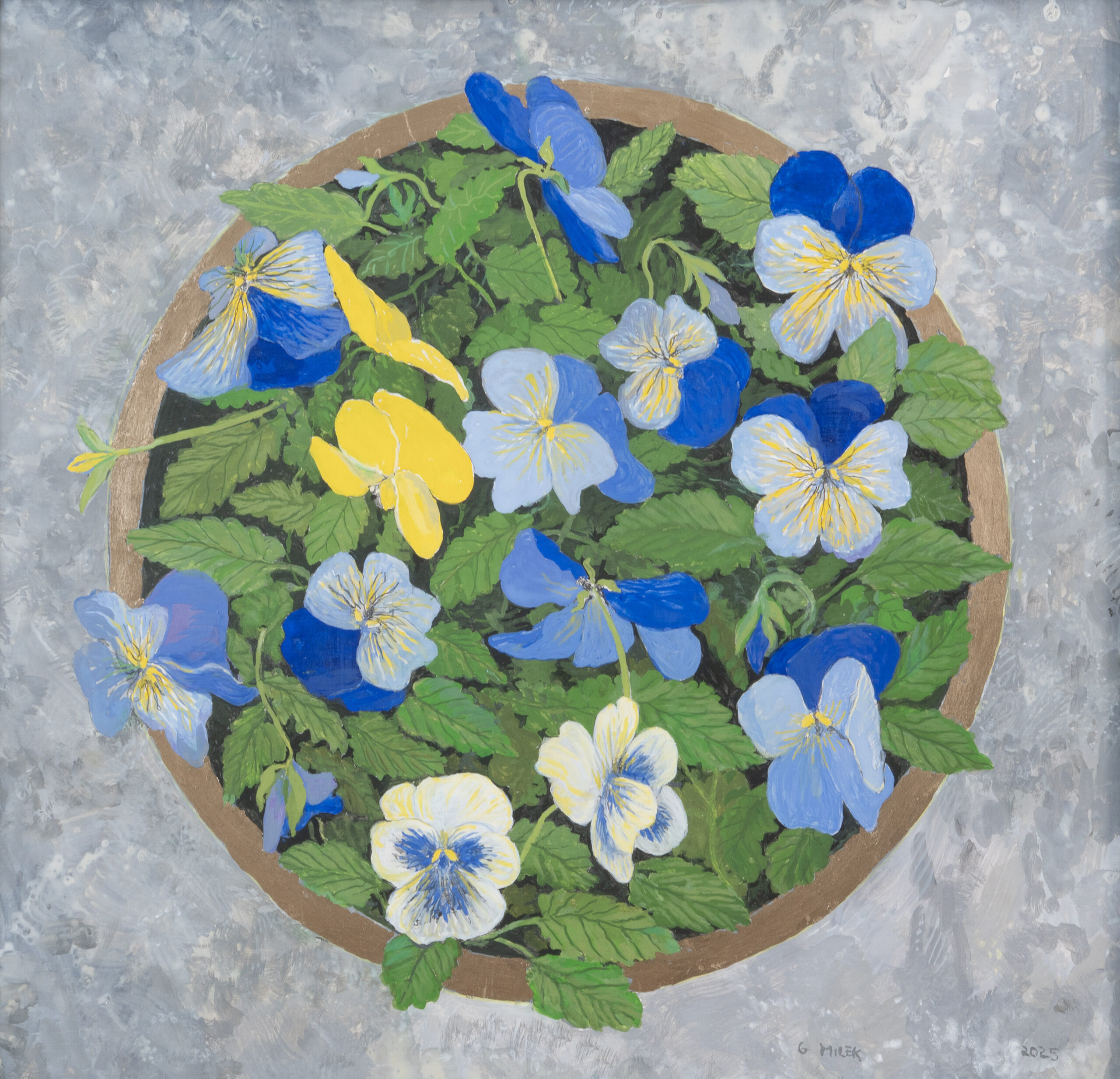 Pansies in Golden Circle