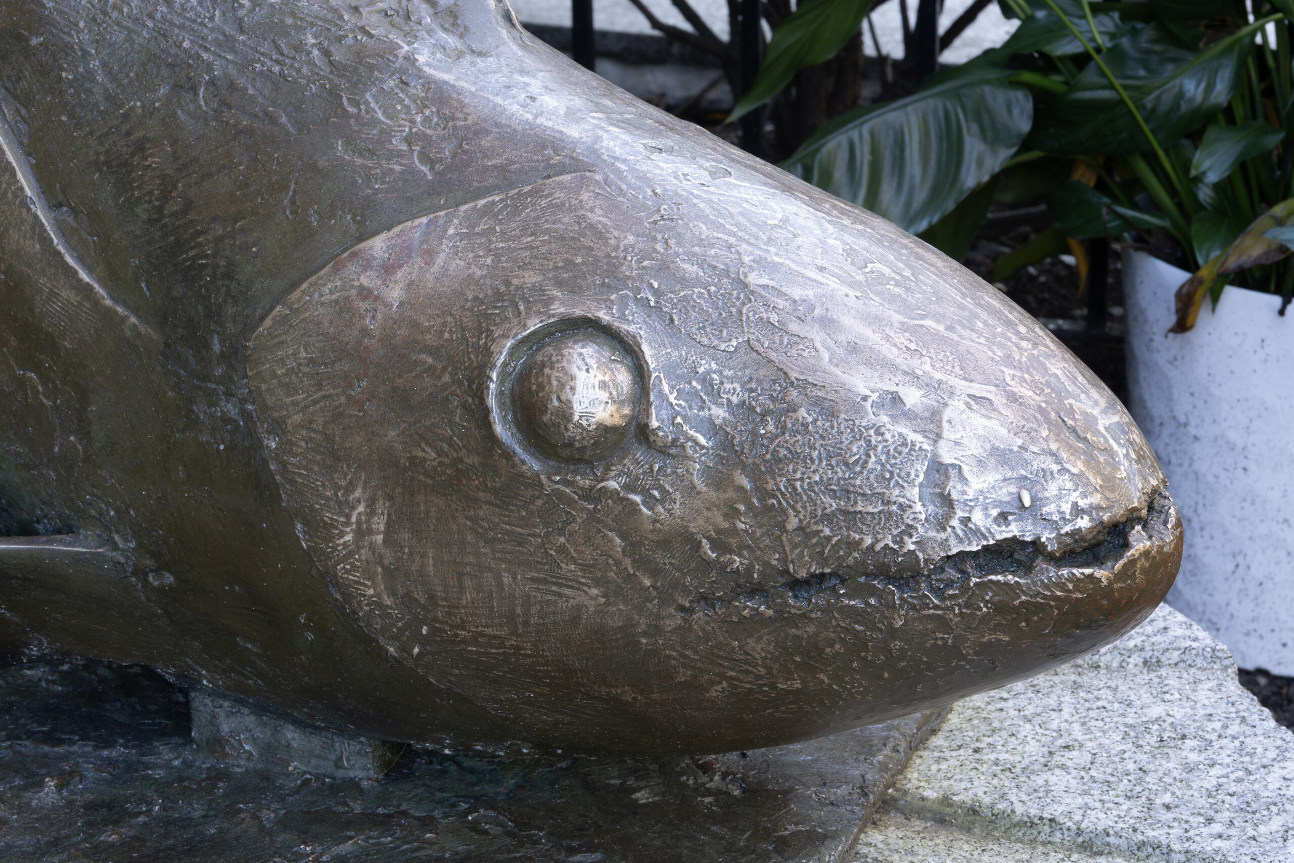 Plunging Fish - Image 4